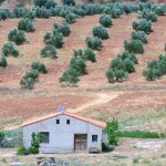 programa_ruta_del_vino_santa_cruz_vino_olivos_bit_133_2_thumb